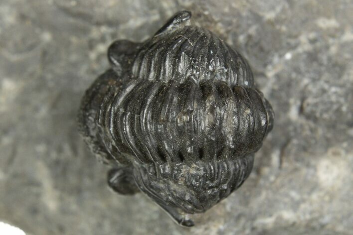 Curled Proetid (Gerastos) Trilobite Fossil - Morocco #343305